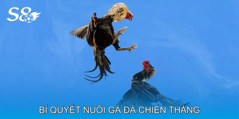 Mẹo Đá Gà Tăng Khả Năng Chiến Thắng Trong Mỗi Trận Bí Quyết Nuôi Gà Đá Chiến Thắng