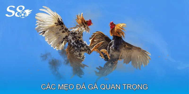 Mẹo Đá Gà Tăng Khả Năng Chiến Thắng Trong Mỗi Trận Các Mẹo Đá Gà Quan Trọng