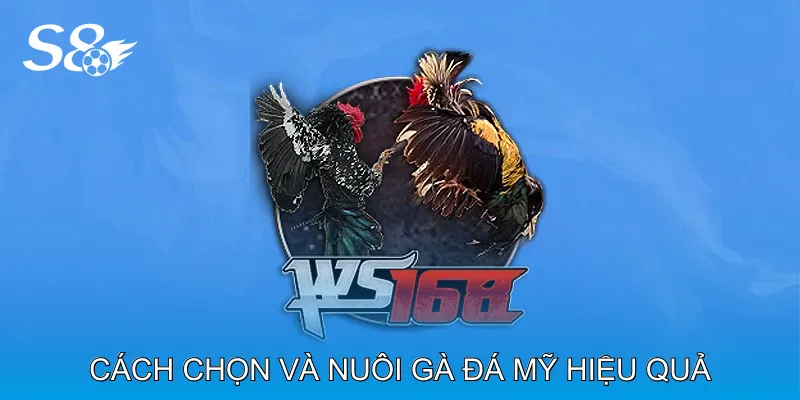 Gà Đá Mỹ Là Lựa Chọn Hàng Đầu Cho Người Đam Mê Đá Gà Cách chọn và nuôi Gà đá Mỹ hiệu quả