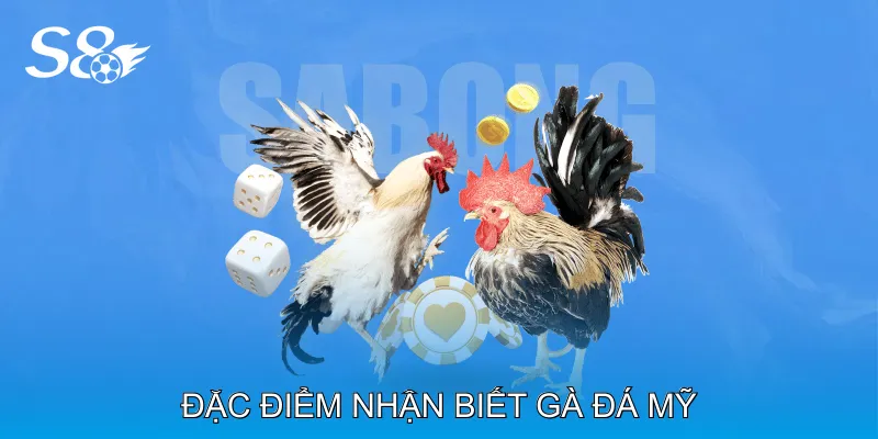 Gà Đá Mỹ Là Lựa Chọn Hàng Đầu Cho Người Đam Mê Đá Gà Đặc điểm nhận biết Gà đá Mỹ