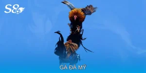 Gà Đá Mỹ Là Lựa Chọn Hàng Đầu Cho Người Đam Mê Đá Gà