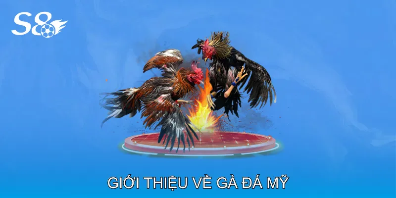 Gà Đá Mỹ Là Lựa Chọn Hàng Đầu Cho Người Đam Mê Đá Gà Giới thiệu về Gà đá Mỹ