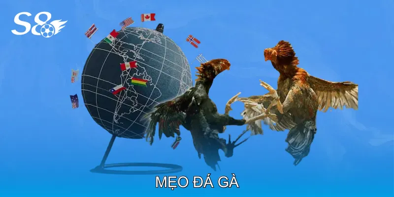 Mẹo Đá Gà Tăng Khả Năng Chiến Thắng Trong Mỗi Trận Mẹo Đá Gà Tăng Khả Năng Chiến Thắng Trong Mỗi Trận