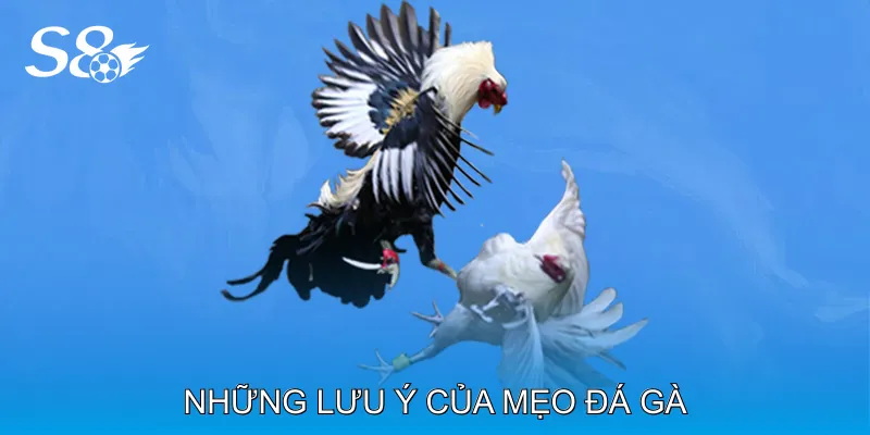 Mẹo Đá Gà Tăng Khả Năng Chiến Thắng Trong Mỗi Trận Những Lưu Ý Của Mẹo Đá Gà